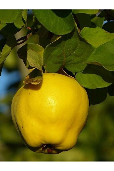 ahalfidan Tüplü Yumuşak Etli Eşme Ayva Fidanı