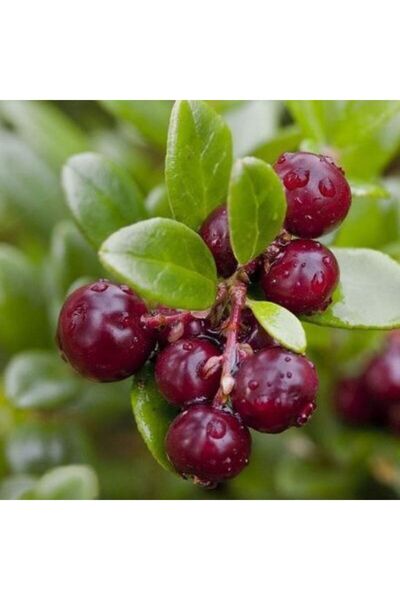 Cranberry (Turna Yemişi) Fidanı Saksılı 1-2 Yaş- Antioksidan Zengini Kırmızı Meyveler