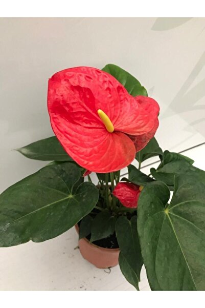 baydem sera ve çiçekçilik Kırmızı Antoryum (anthurium )saksı Çiçeği