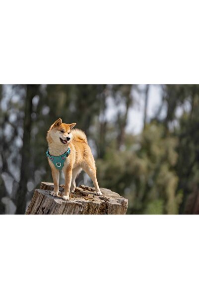 True Love Cordura Kumaşlı, Suya Dayanıklı Mavi Göğüs Tasması