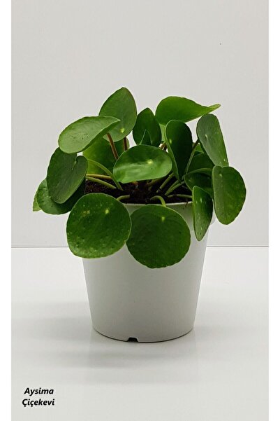 Aysima Çiçekevi Pilea Peperomioides Çin Para Bitkisi