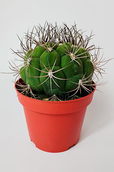 Toptan Kaktüs Gymnocalycium Marquezii muhteşem formda büyük boy kaktüs 12 cm ...
