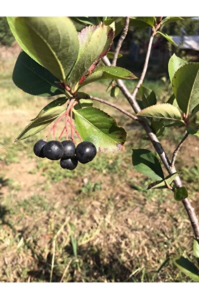 Marcel Aronya Tıbbi ve Aromatik Aronya Meyvesi 5 Kg - Organik Sertifikalı Coğrafi Işaretli Yalova Aronyası