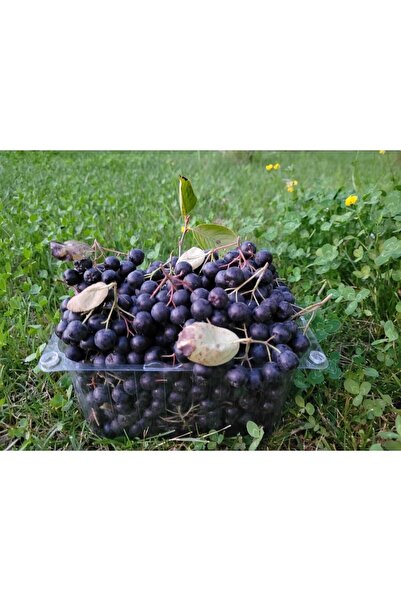 Marcel Aronya Tıbbi ve Aromatik Aronya Meyvesi 5 Kg - Organik Sertifikalı Coğrafi Işaretli Yalova Aronyası