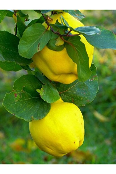 ahalfidan Tüplü Yüksek Verimli Ekmek Ayva Fidanı