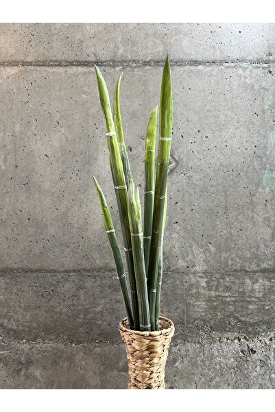 LAMEDORE Yeşil Flora Uzun Dallar