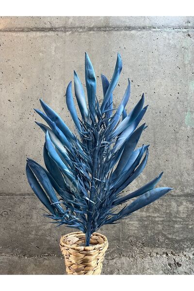 LAMEDORE Mavi Mayıs Otu