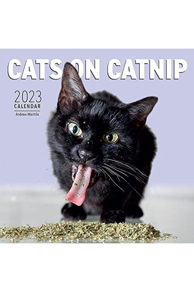 Hachette تقويم حائطي لقطط على عشبة النعناع البري 2023 عام القطط التي تعيش حيا...
