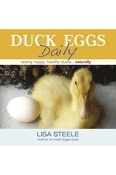 Ingram Duck Eggs Daily Raising Happy Healthy Ducksnaturally