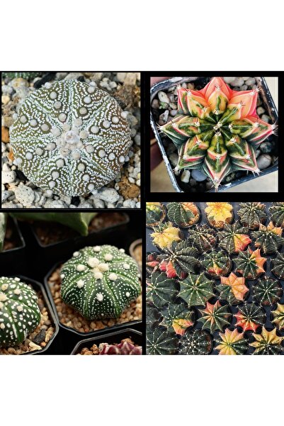 Bade Shop 100 Adet  Karışık Kaktüs Tohumu (Gymnocalycium Gymno ve Astrophytum...