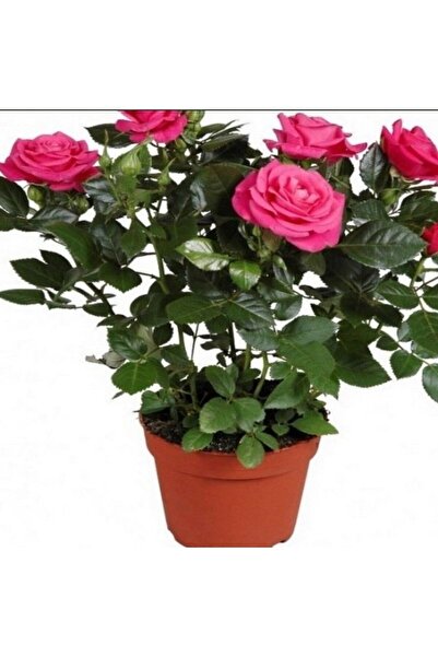 AnamurNaturel Sophia Pembe Yediveren Bodur Gül Çiçeği Fidesi (1 adet Paper Po...