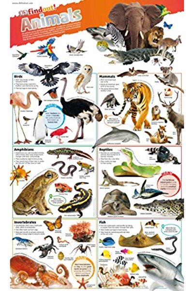 Penguin Random House ملصق Dkfindout للحيوانات