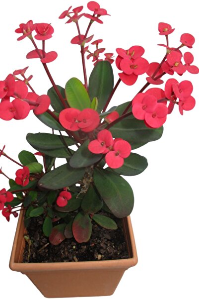 ÇİÇEKFLİX eubhorbia  Bodur dikenler tacı prenses pembe    mini boy 7.5cm