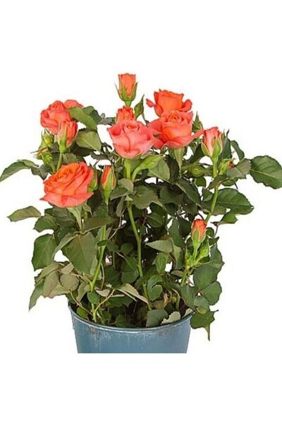 AnamurNaturel Eloise Turuncu Bodur Yediveren Gül Çiçeği Fidesi (1 adet Paper ...
