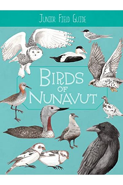 Ingram Junior Field Guide Birds Of Nunavut English Edition