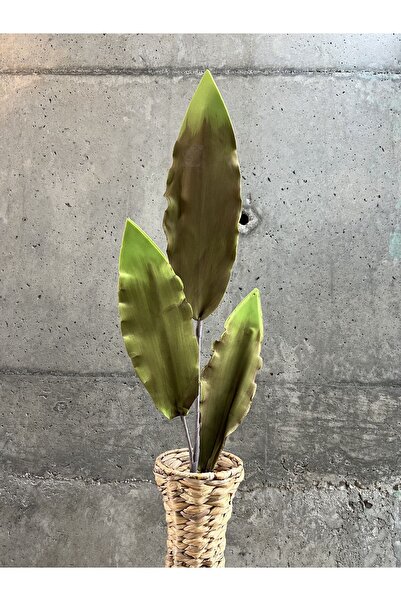 LAMEDORE Lunar Çiçeği