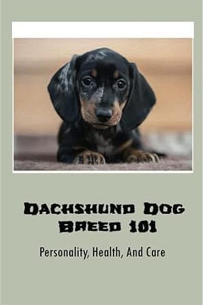 Ingram Dachshund Dog Breed 101 Personality Health And Care Where To Purchase A Doxie Puppy