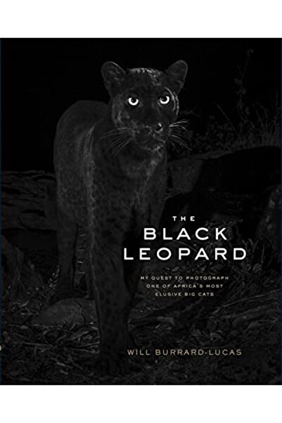 Hachette النمر الأسود: مهمتي لتصوير أحد أكثر القطط الكبيرة مراوغة في أفريقيا