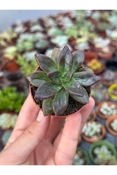 SukuLand Echeveria Licorise ithal koleksiyonluk özel tür sukulent 5,5cm saksıda