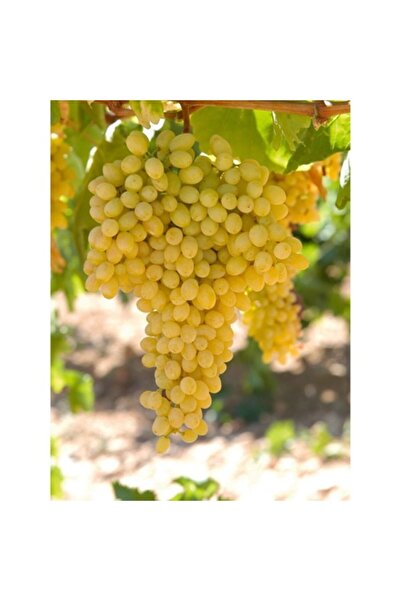 ASES Tüplü Sultaniye Üzüm Fidanı 2 Yaş Çekirdeksiz