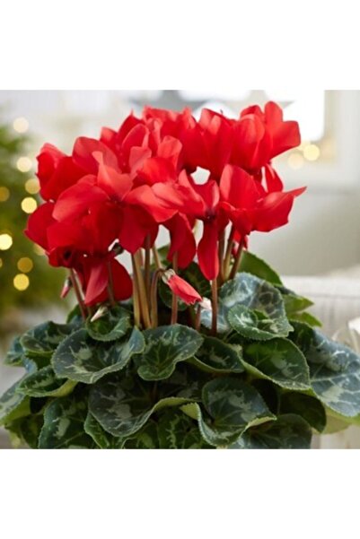 GARDENYA TOHUMCULUK 1 Adet Dark Red Sıklamen Çiçek Soğanı - Besin Takviyesi