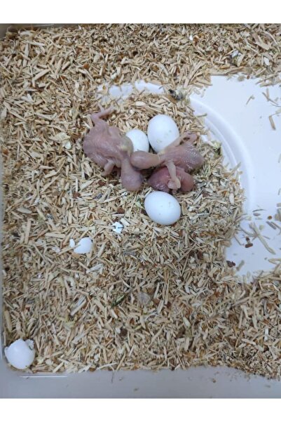 master cips Mastercips Çam Talaşı 2 kg