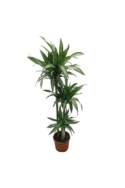 Betonish Dracaena Fragrans 'warneckei'