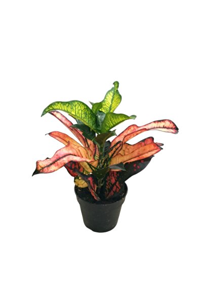 Betonish Codiaeum Variegatum 'Wilma' (Kraton Çiçeği)