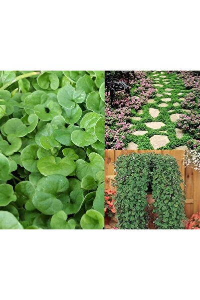 Ekodoğa Fare Kulağı Tohumu 1 Kg Çim Tohumu Yer Örtücü Yayılıcı Çim Dichondra Repens Fare Kulağı Çimi