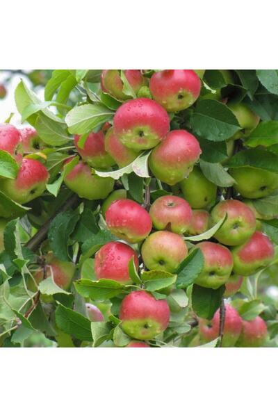 Bitki Dizayn Büyük Saksıda Yarı Bodur Kokulu Çıtır Amasya Misket Elma Fidanı (3-4 Yaş Arası)