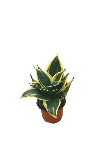 Betonish Sansevieria 'Yellow Stripe' (Paşa Kılıcı)