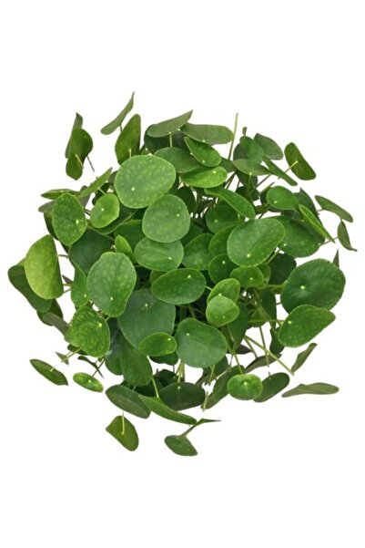 AselGarden Pilea Çin Para Ağacı Büyük Boy