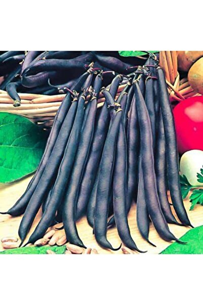 Tohum Dünyam 20 Adet Yediveren Siyah Fasulye Tohumu