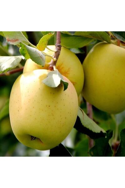 Genel Markalar Tüplü Sarı Golden Delicious Tatlı Elma Fidanı