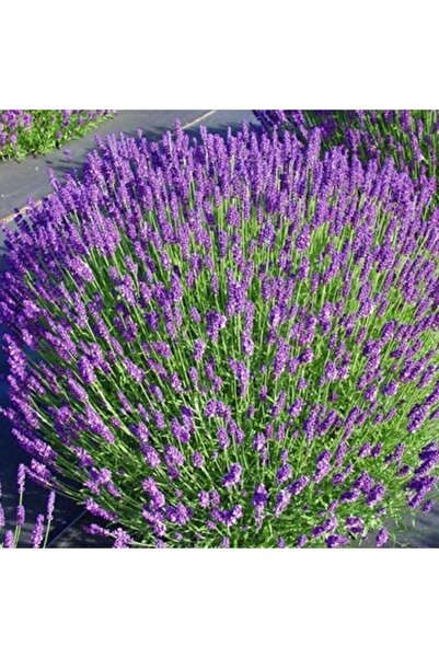 Bitki Dizayn Yoğun Kokulu Gerçek Lavanta Fidesi (lavandula Angustifolia) -2 Adet