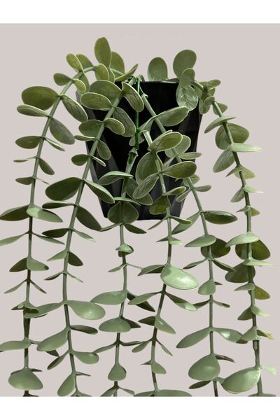 Lilac Home Fejka Siyah Elmas Saksı Içerisinde Pastel Okaliptus Sarkan