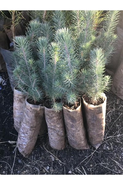 taşkar peyzaj Fıstık Çamı Fidanı 5 Adet Pinus Pinea 50-60 cm