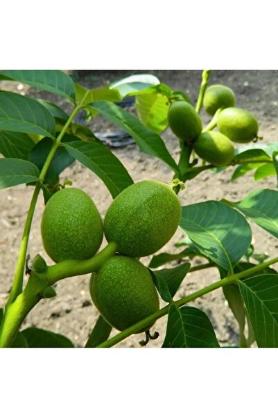 Doğan Fidancılık Cadler Ceviz Fidanı 4 Yaşında  Saksılı 120 - 150 cm