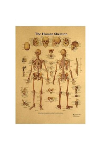 Sticksy Insan Iskeleti Anatomisi Vintage Kraft Poster - 33x48cm