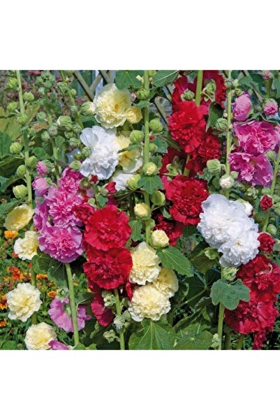 cicekfidantohumbitki KATMERLİ GÜL HATMİ 10+ TOHUM