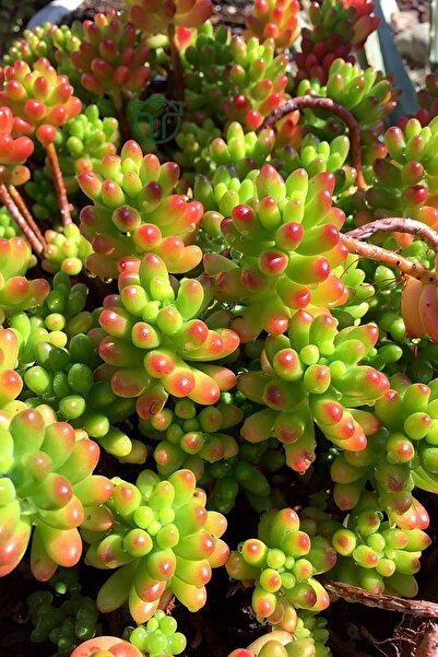 Toptan Kaktüs Sedum Rubrotinctum jelibon sukulent çabuk büyüyen bitki 8.5 cm ...