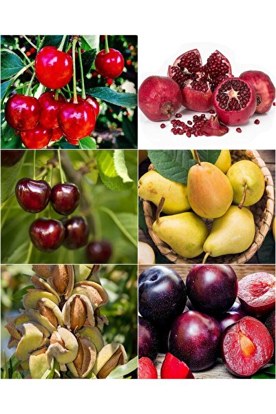 Doğan Fidancılık 6 Çeşit Karışık Meyve Fidanı Vişne , Nar , Kiraz , Armut , Badem Ve Kırmızı Erik