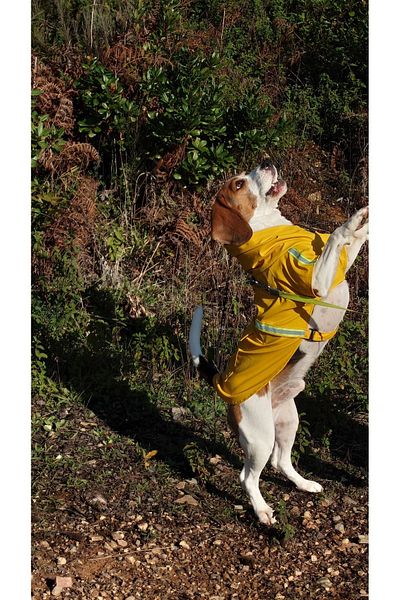 Holidog Waterproof Raincoat - Dog Raincoat with Body Fixing Detail Reflective