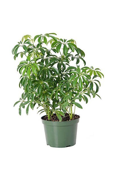 serada decor & plant Videolu Kadınlar Gününe Özel Şeflera Çiçeği (20 50 CM)1 ...