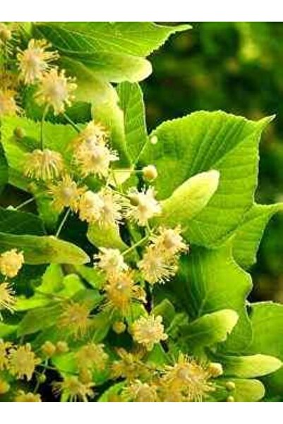 bahçevilya 60-100 Cm Boyunda Tüplü Ihlamur Fidanı (TİLİA) - Hoş Kokulu Çiçekleri Ve Gölge Sunan Doğal Ağaç