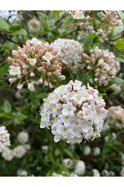 bahçevilya Tüplü Manolya Yapraklı Kartopu Fidanı - 1-2 Yaşında, Kolay Yetişen...