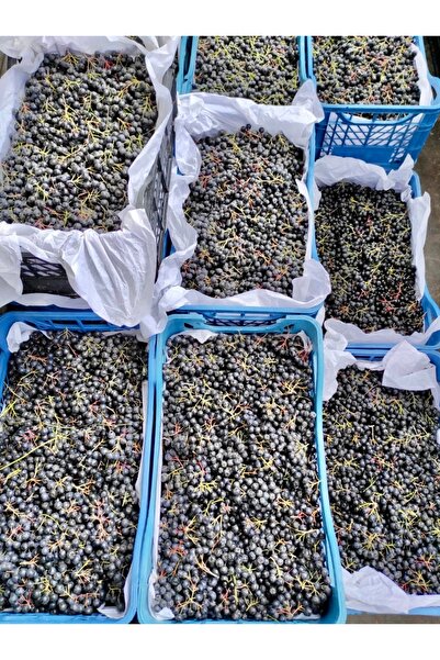 yöresel ARONYA (yeni hasat)(taze)