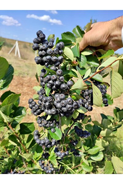 yöresel ARONYA (yeni hasat)(taze)