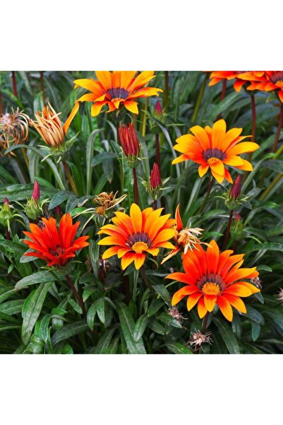 Tunç Botanik GAZANYA ÇİÇEĞİ 3 ADET - SAKSILI