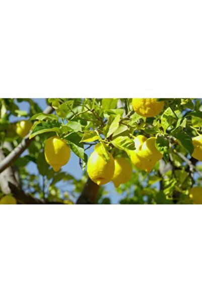 Tunç Botanik ÜÇLÜ NARENCİYE SETİ - LİMON PORTAKAL MANDALİNA FİDANI